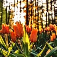 Orange Tulips