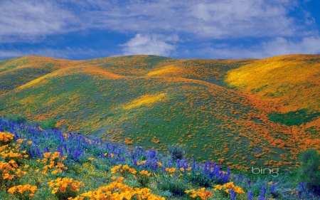 Antelope Valley, California - sky, landscape, hills, clouds, flowers, colors