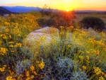 Anza Borrego State Park, California