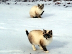 Cats in the Snow