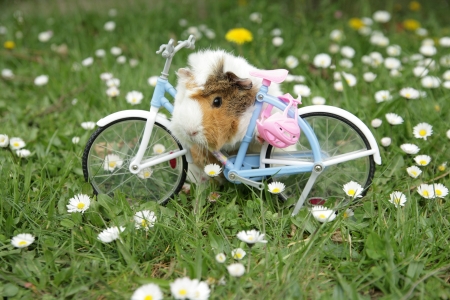 Time for a bike ride :) - pig, bike, guinea, ride, aminal