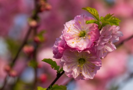 Spring blossoms