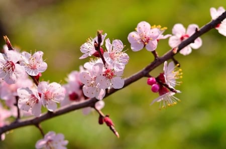 Pink spring - pretty, branch, beautiful, fragrance, spring, freshness, pink, blooming, tree, flowering, scent, blossms