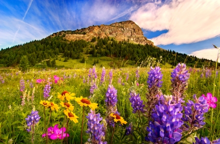 Mountain meadow in spring - meadow, pretty, beautiful, spring, wildflowers, hills, grass, sky, freshness, lovely, mountain