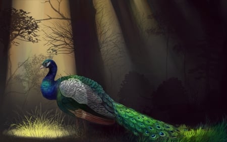 Peacock - animal, peacock, art, forest