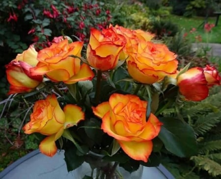 Hybrid Tea Roses - flowers, nature, buds, macro, tea roses