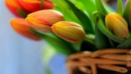 Tulips - flowers, basket, tulips, nature, spring, with love, bouquet