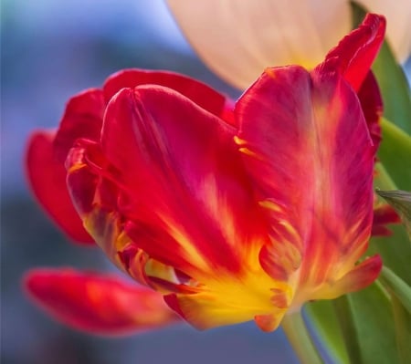 Tulip - blossom, springtime, artwork, petals