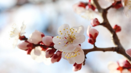 Spring Bloom - pretty, bloom, branch, spring, flower