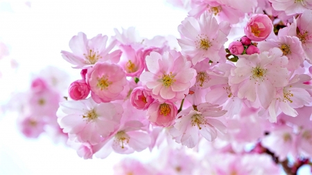 Cherry blossoms - nature, cherry, blossoms, spring