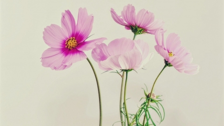 Cosmea - flowers, cosmea, nature, pink