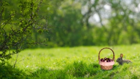 Easter bunny - easter, field, nature, bunny