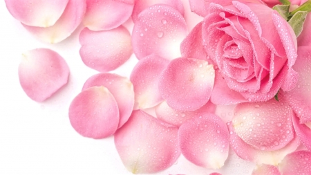 Pink background - nature, flowers, rose, pink