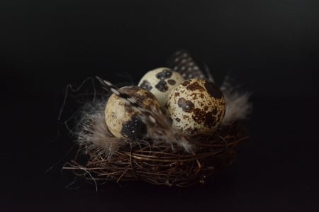 Eggs in a Nest - eggs, quail, nest, feathers, Easter