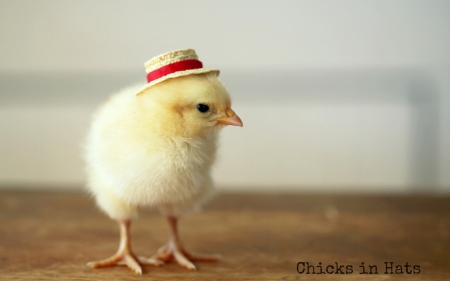 chick with hat