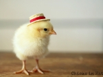 chick with hat