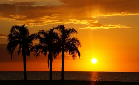 Sunset - palm trees, sunset, sea, sun