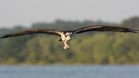 osprey - bird, osprey, lake, grass