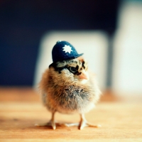 police chick