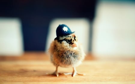 police chick - hat, police, bird, chick