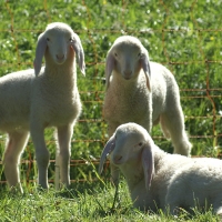 Cute sheeps as the sons of GOD