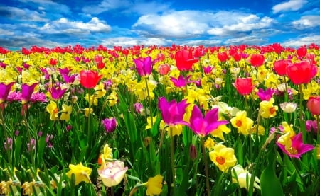 Sea of tulips - beautiful, sea, spring, freshness, flowers, colorful, tulips, field, sky