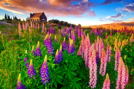 Fresh mountain air - greenery, pretty, house, amazing, air, beautiful, slope, grass, mountain, wildflowers, colorful, fresh, cottage, sky, lupin