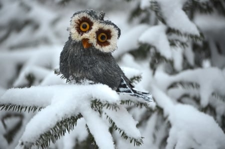 Owl - animal, owl, bird, snow