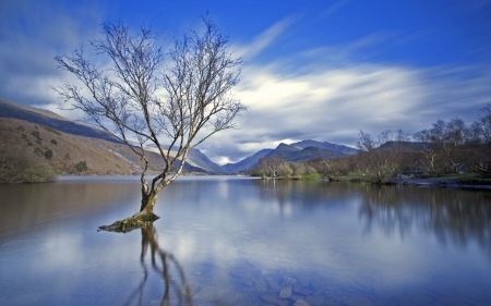 Tree - cloud, sky, tree, nature