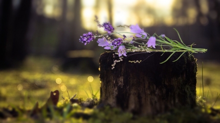 In the woods - flowers, trees, forest, nature