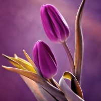 Pretty Tulips