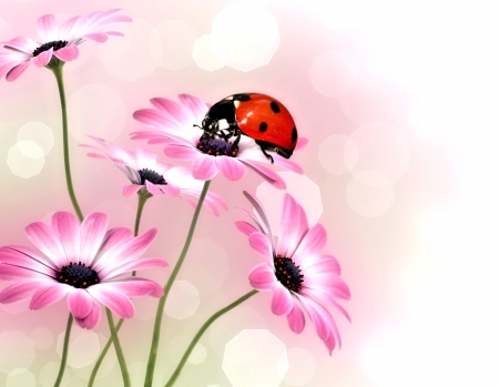 Gerberas and Ladybug - insect, ladybug, flowers, gerbera