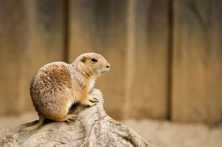 Prairie dog - tail, animal, paw, beaver