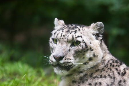 Snow leopard - tail, white, leopard, animal