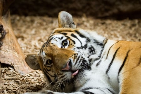 Tiger - cat, animal, paw, tiger