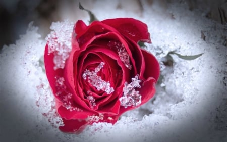 Beautiful Rose - rose, flower, snow, red