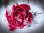 Beautiful Rose