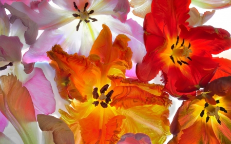 Tulips - white, red, flower, pink, tulip, spring, texture