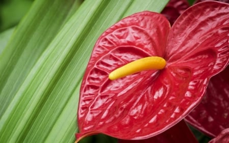 Anthurium - calla, yellow, anthurium, red, green, leaf