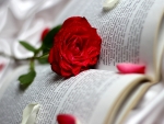 Rose and book