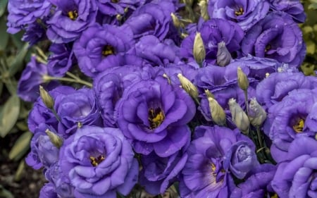 Eustoma - skin, purple, eustoma, flower