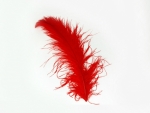 Red feather