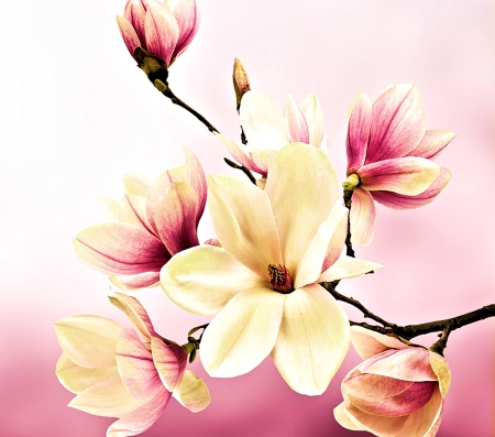 Magnolia - nature, magnolia, pretty, flower