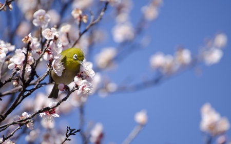 Bird - flower, pink, bird, spring, blossom, yellow, blue, white, sky, pasare