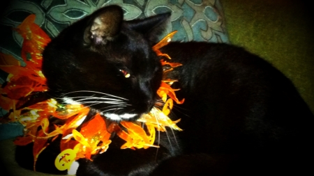 Halloween Cat - hd, halloween, cat, animal, black