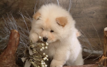 Cute Puppy - animal, cute, pet, flowers, puppy, dog