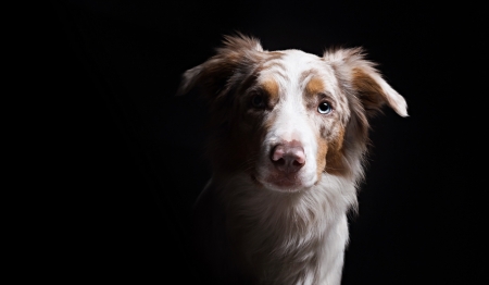 Dog - black, blue eye, white, animal, australian shepherd, dog