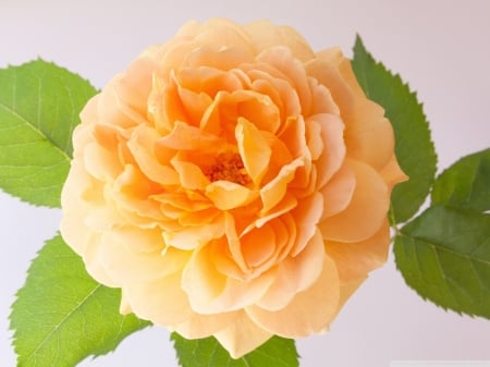 Beautiful Orange Rose - rose, petals, flowers, leaf, orange, macro, nature