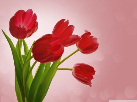 Lovely Red Tulips - red, tulips, flowers, macro, nature