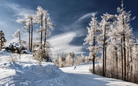 Winter - snow, Winter, nature, tree